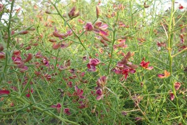 خواص عرق خارشتر چیست