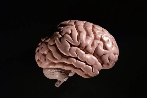 باورهای رایج نادرست درباره مغز